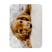 Magnet Flexible Animaux de bébés cutest | Cocker Spaniel (Vertical)
