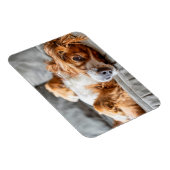 Magnet Flexible Animaux de bébés cutest | Cocker Spaniel (Côté Droit)
