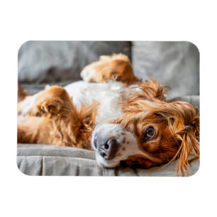 Magnet Flexible Animaux de bébés cutest   Cocker Spaniel