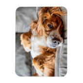 Magnet Flexible Animaux de bébés cutest | Cocker Spaniel (Vertical)