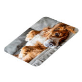 Magnet Flexible Animaux de bébés cutest | Cocker Spaniel (Côté Gauche)