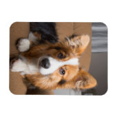 Magnet Flexible Animaux de bébés cutest | Coiffeuse à cheveux long (Horizontal)