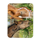 Magnet Flexible Animaux de bébés cutest | Colt à cheval (Vertical)