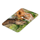 Magnet Flexible Animaux de bébés cutest | Colt à cheval (Côté Gauche)