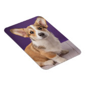 Magnet Flexible Animaux de bébés cutest | Corgi Chiple sur Purple (Côté Droit)