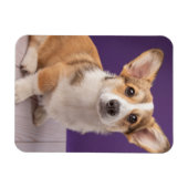 Magnet Flexible Animaux de bébés cutest | Corgi Chiple sur Purple (Horizontal)