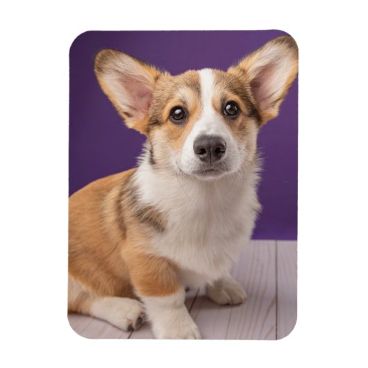 Magnet Flexible Animaux de bébés cutest | Corgi Chiple sur Purple (Vertical)