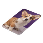 Magnet Flexible Animaux de bébés cutest | Corgi Chiple sur Purple (Côté Gauche)