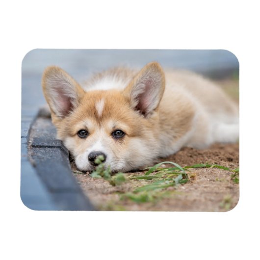 Magnet Flexible Animaux de bébés cutest | Corgi Laying in the Yard (Horizontal)