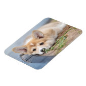 Magnet Flexible Animaux de bébés cutest | Corgi Laying in the Yard (Côté Gauche)