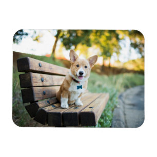 Magnet Flexible Animaux de bébés cutest Corgi Puppy sur un banc