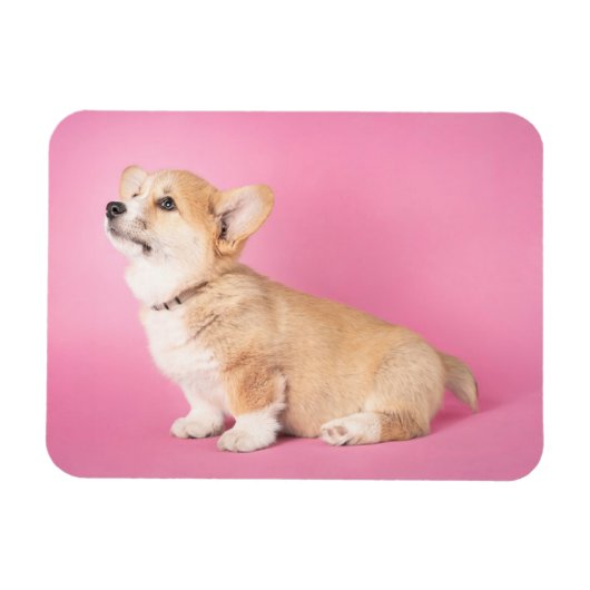 Magnet Flexible Animaux de bébés cutest | Corgi rose Chiot (Horizontal)