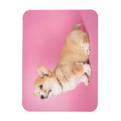 Magnet Flexible Animaux de bébés cutest | Corgi rose Chiot (Vertical)
