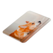 Magnet Flexible Animaux de bébés cutest | Corgi Sleeping (Côté Gauche)