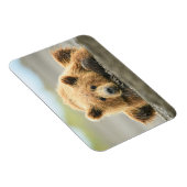 Magnet Flexible Animaux de bébés cutest | Cub d'ours Brown côtier (Côté Droit)