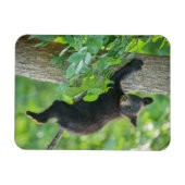 Magnet Flexible Animaux de bébés cutest | Cube d'ours noir (Horizontal)