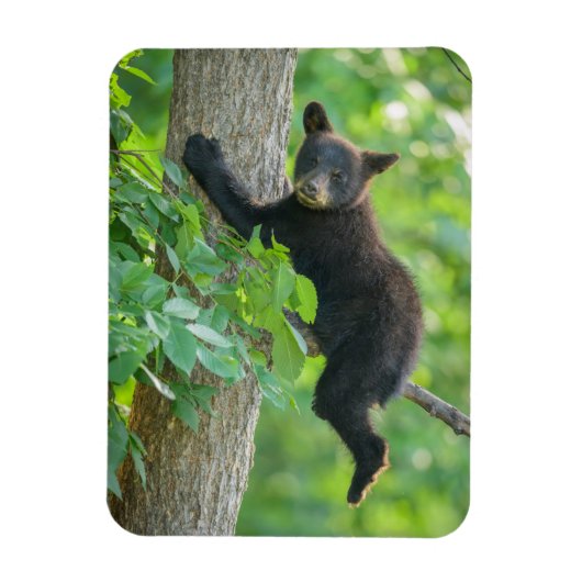Magnet Flexible Animaux de bébés cutest | Cube d'ours noir (Vertical)