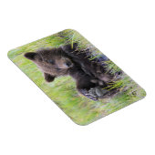 Magnet Flexible Animaux de bébés cutest | Cute Brown Bear Cub Joue (Côté Droit)