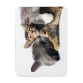 Magnet Flexible Animaux de bébés cutest | Cute Kitten Hug (Vertical)
