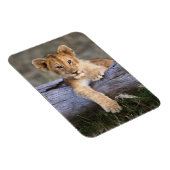 Magnet Flexible Animaux de bébés cutest | Cute Lion Cub (Côté Droit)