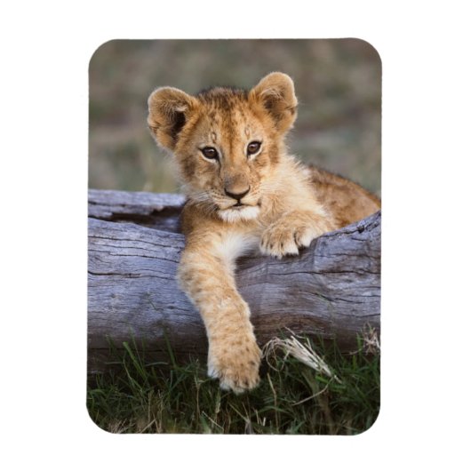 Magnet Flexible Animaux de bébés cutest | Cute Lion Cub (Vertical)