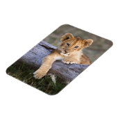 Magnet Flexible Animaux de bébés cutest | Cute Lion Cub (Côté Gauche)