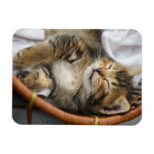 Magnet Flexible Animaux de bébés cutest | Cute Tabby Chat Dormir (Horizontal)