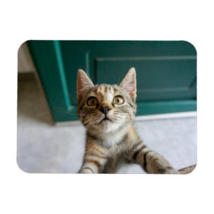 Magnet Flexible Animaux de bébés cutest Cute Tabby Kitten