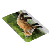 Magnet Flexible Animaux de bébés cutest | Cutey Fox (Côté Droit)