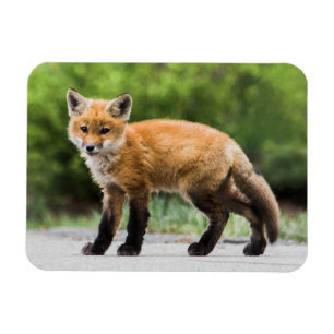 Magnet Flexible Animaux de bébés cutest   Cutey Fox