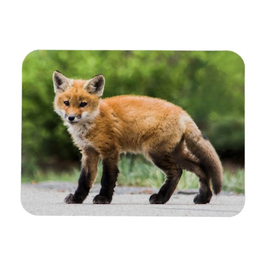 Magnet Flexible Animaux de bébés cutest | Cutey Fox (Horizontal)