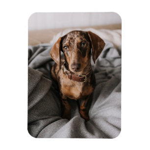 Magnet Flexible Animaux de bébés cutest Dachshund Dachshund Dach