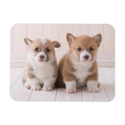 Magnet Flexible Animaux de bébés cutest | Deux Bébés Corgis assis (Horizontal)