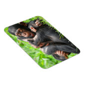 Magnet Flexible Animaux de bébés cutest | Deux jeunes chimpanzés (Côté Droit)