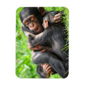 Magnet Flexible Animaux de bébés cutest | Deux jeunes chimpanzés (Vertical)