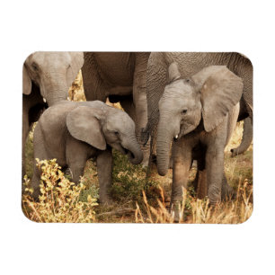Magnet Flexible Animaux de bébés cutest Deux jeunes éléphants