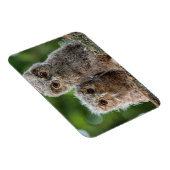 Magnet Flexible Animaux de bébés cutest | Deux jeunes hiboux (Côté Droit)