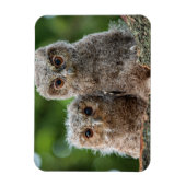 Magnet Flexible Animaux de bébés cutest | Deux jeunes hiboux (Vertical)