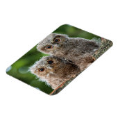 Magnet Flexible Animaux de bébés cutest | Deux jeunes hiboux (Côté Gauche)