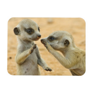 Magnet Flexible Animaux de bébés cutest   Deux jeunes Meerkats