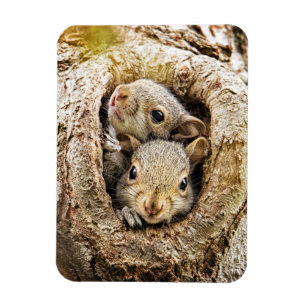 Magnet Flexible Animaux de bébés cutest Écureuils curieux