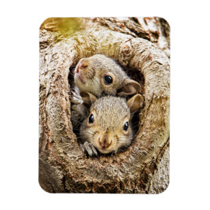 Magnet Flexible Animaux de bébés cutest   Écureuils curieux