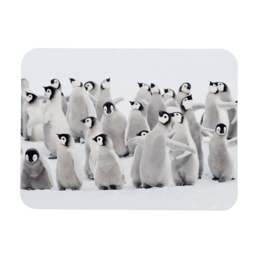 Magnet Flexible Animaux de bébés cutest | Empereur Penguin Chicks (Horizontal)
