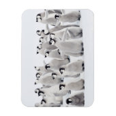 Magnet Flexible Animaux de bébés cutest | Empereur Penguin Chicks (Vertical)