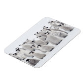 Magnet Flexible Animaux de bébés cutest | Empereur Penguin Chicks (Côté Gauche)