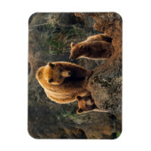 Magnet Flexible Animaux de bébés cutest | Famille d'ours Brown (Vertical)