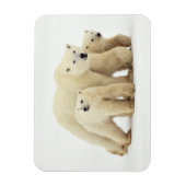Magnet Flexible Animaux de bébés cutest | Famille d'ours polaires (Vertical)