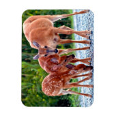 Magnet Flexible Animaux de bébés cutest | Fawn with Babies (Vertical)