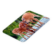 Magnet Flexible Animaux de bébés cutest | Fawn with Babies (Côté Gauche)