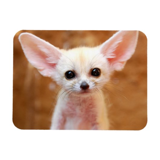 Magnet Flexible Animaux de bébés cutest | Fennec Fox (Horizontal)